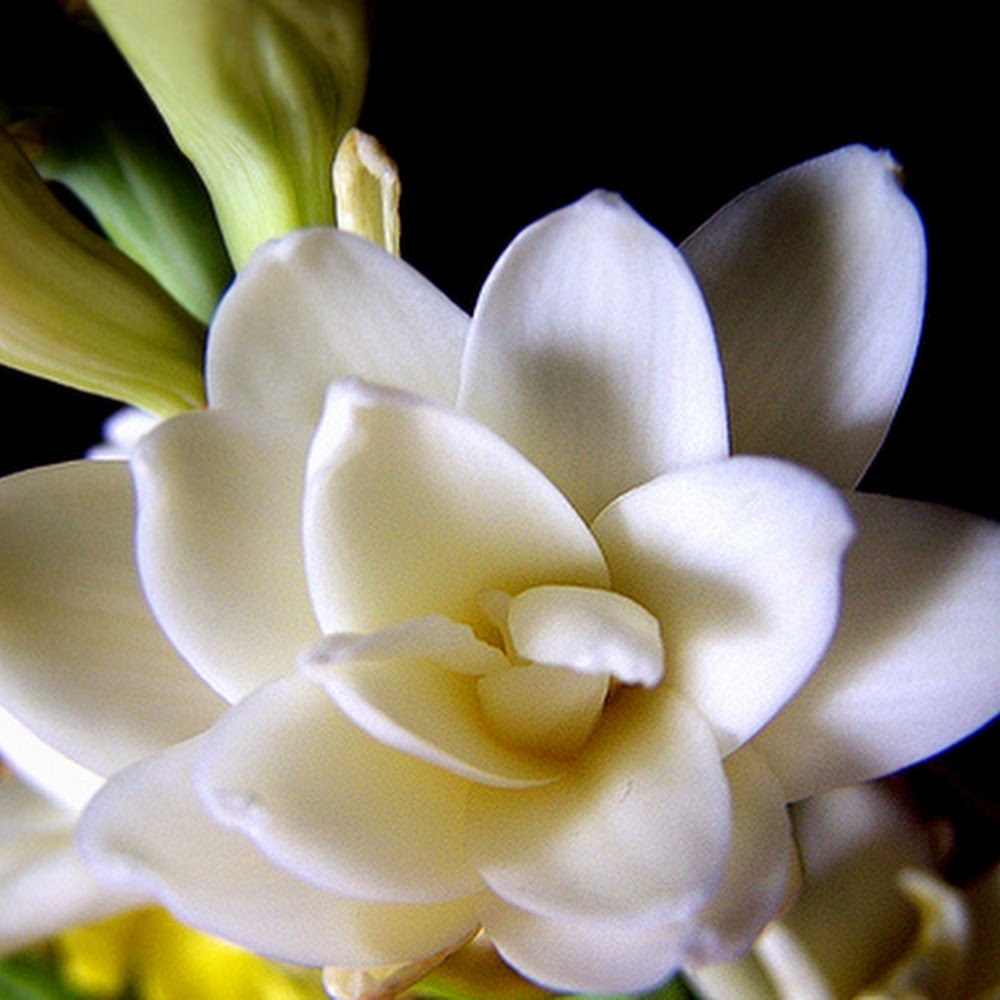 Meet your Posher, Crystal